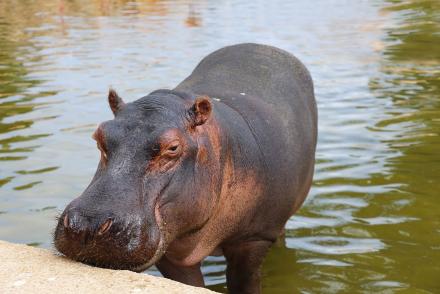 Koronavírus viziló