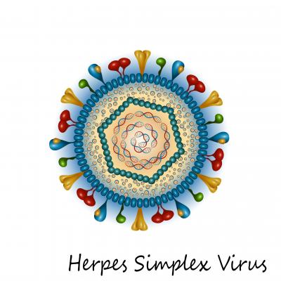 herpes simplex vírus