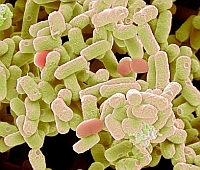 E. coli, szívproblémák