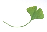 ginkgo, epilepszia