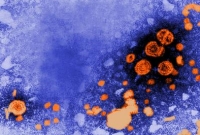 hepatitis B-vírus