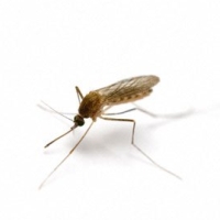 nyugat-nílusi vírus