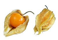 physalis