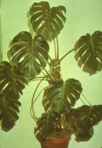 filodendron