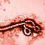 ebola járvány vírus fertőzés kézfogás uganda ebola járvány vírus fertőzés kézfogás uganda