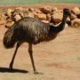 emu emu