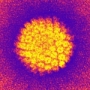 HPV, körülmetélés HPV, körülmetélés