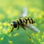 méhcsípés, allergia