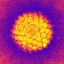méhnyakrák, HPV-teszt