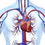 merevedési zavar, szívroham, stroke, szívelégtelenség merevedési zavar, szívroham, stroke, szívelégtelenség
