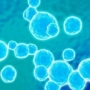 MRSA, baktériumok
