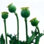 ópium