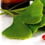 páfrányfenyő, ginkgo biloba