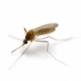 szúnyog, zika-vírus szúnyog, zika-vírus