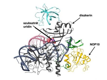 Genetika
